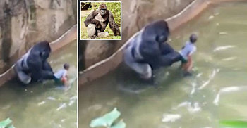 Zoo gorilla shot dead as boy falls into enclosure