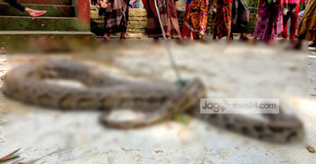 মঠবাড়িয়ায় অজগর আটক