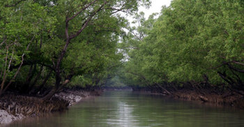 সুন্দরবনের বনদস্যু মাস্টার বাহিনীর আত্মসমর্পণ আজ
