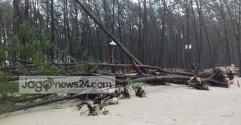 রোয়ানুর আঘাতে জর্জরিত সৈকতের ঝাউগাছ