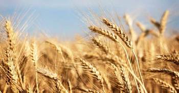 Is Wheat the Enemy?