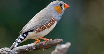 Researcher Stages Cheeto Olympics for Birds