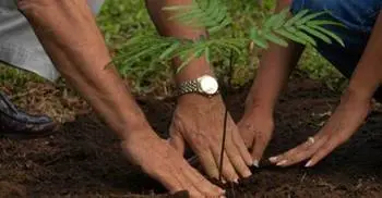 DNCC to plant one lakh saplings