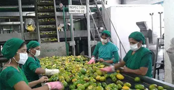 PRAN to purchase 60,000 metric tons of mangoes this season