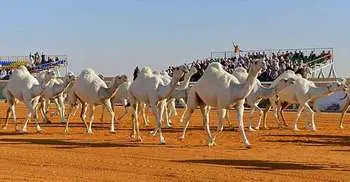 World’s most beautiful CAMEL to be crowned in £25m Saudi contest