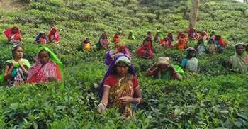 Bangladesh expects record tea output in 2016