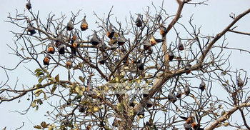 বাদুড়ের অভয়ারণ্য সাগরদিঘী