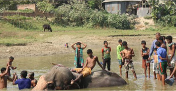 চোরাবালিতে আটকা পড়েছে ‘আকবর বাহাদুর’ 