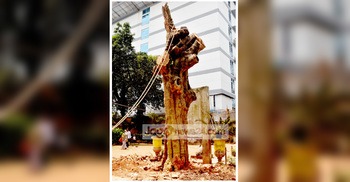 বাতাসে ভাঙল ডাল, ২৫০ বছরের গাছটি সাবাড়