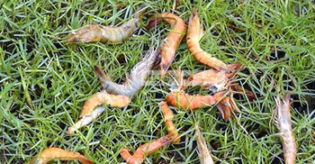 বাগেরহাটে চিংড়ি ঘেরে মড়ক