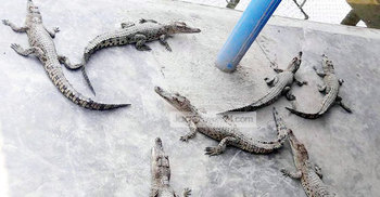 সুন্দরবন থেকে ৪৩টি কুমির চুরি