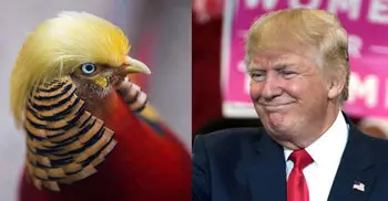 Donald Trump-like bird becomes viral sensation
