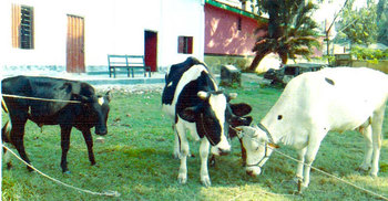 ৫ মাস পুলিশ হেফাজতে ৩টি গরু