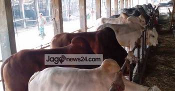 মাংস বিক্রির ধর্মঘটেও বন্ধ নেই পশু বেচাকেনা