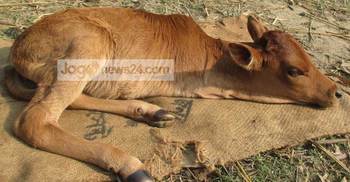 এবার ডিমলায় দুই পায়ের বাছুরের জন্ম