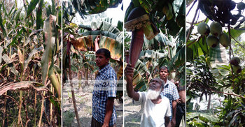 চিরিরবন্দরে ইটভাটার ধোঁয়ায় পুড়েছে কৃষকের ফসল 