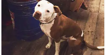 Kentucky town elects pit bull as mayor 