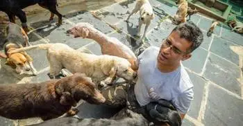 The man who looks after 735 dogs
