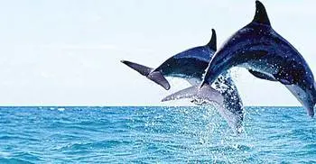 Myanmar`s `smiling` Irrawaddy dolphins on brink of extinction