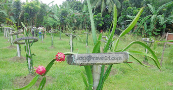 দিন দিন জনপ্রিয় হচ্ছে ড্রাগন ফল চাষ