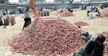 চরভদ্রাসনে পেয়াজের বাম্পার ফলনেও হতাশ কৃষক