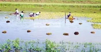 Farmers lament half-ripe crops loss