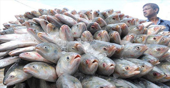 ইলিশ চায় থাইল্যান্ড