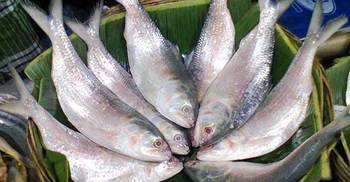 আজ রাত থেকে ২২ দিন ইলিশ ধরা বন্ধ