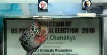‘Psychic’ Indian fish picks Trump