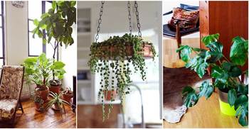 ইনডোর প্লান্টের যত্ন নেবেন যেভাবে