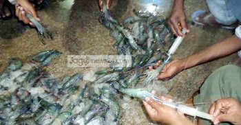 এক কেজি চিংড়িতে মিলল ২৫০ গ্রাম বিষাক্ত জেলি!