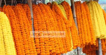 ৩ দিবসে ঝিনাইদহে ৫ কোটি টাকার ফুল বিক্রির আশা