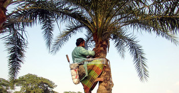 হারিয়ে যাচ্ছে খেজুর রসের ঐতিহ্য