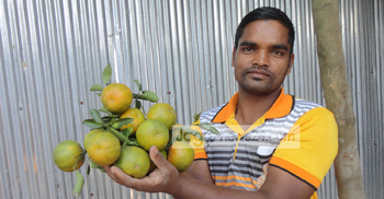কমলাচাষে ভাগ্য বদল