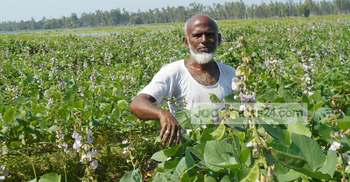 শিম চাষে আব্দুল জলিলের ভাগ্যবদল