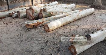 রাতের আঁধারে কাটা হচ্ছে রাস্তার সরকারি গাছ