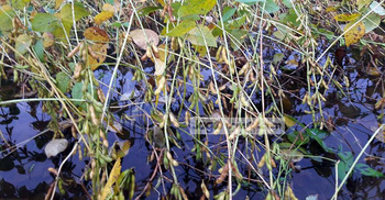 ভারি বর্ষণে ডুবে গেছে সয়াবিন খেত 