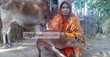 দুই পায়ের বাছুর জন্ম দিলো গাভি