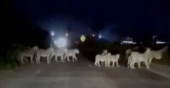 When a dozen lions halted traffic on a highway in Gujarat