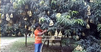 মেহেরপুরের আম যাবে ইউরোপে