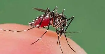 Holidaymakers urged to be more conscious about chikungunya 