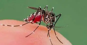 CDC begins awareness campaign about Chikungunya