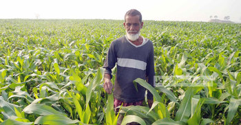 নওগাঁয় বাড়ছে ভুট্টার আবাদ