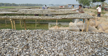 বছরে দেড়শ কোটি টাকার কেনা-বেচা হচ্ছে নড়াইলের শুঁটকি পল্লীতে