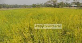 বাড়তি ফসল উৎপাদনে শস্য বিন্যাস পদ্ধতি