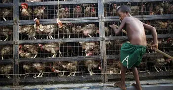 Bangladesh finds two outbreaks of H5N1 bird flu in poultry