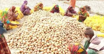 PRAN starts potato export for second year