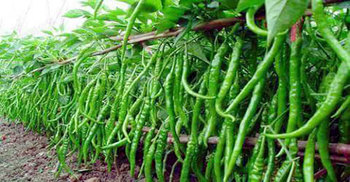 মরিচ চাষে লাখপতি আম্বিয়া