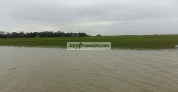 হবিগঞ্জে ২৪ ঘণ্টায় তলিয়ে গেছে ৮ হাজার হেক্টর জমির ফসল