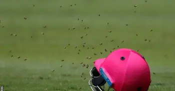 Bees stop play in South Africa ODI 